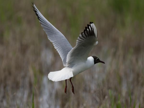 Kokmeeuw (Chroicocephalus ridibundus)